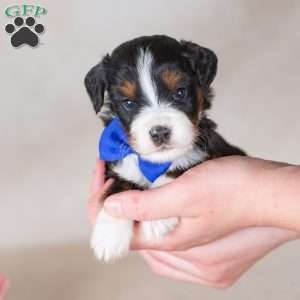 Charlie, Mini Bernedoodle Puppy